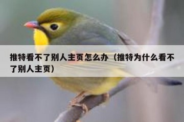 推特看不了别人主页怎么办（推特为什么看不了别人主页）
