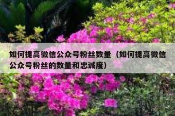 如何提高微信公众号粉丝数量（如何提高微信公众号粉丝的数量和忠诚度）