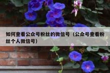 如何查看公众号粉丝的微信号（公众号查看粉丝个人微信号）