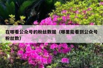 在哪看公众号的粉丝数据（哪里能看到公众号粉丝数）