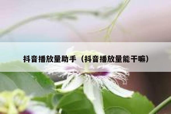 抖音播放量助手（抖音播放量能干嘛） 第1张