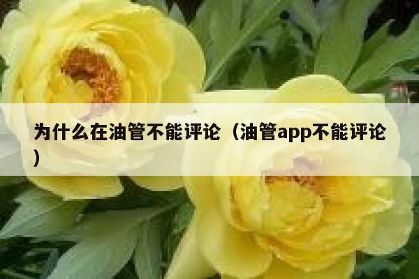 为什么在油管不能评论（油管app不能评论） 第1张