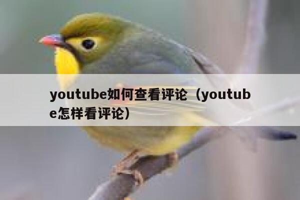 youtube如何查看评论（youtube怎样看评论） 第1张