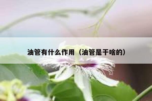 油管有什么作用（油管是干啥的） 第1张