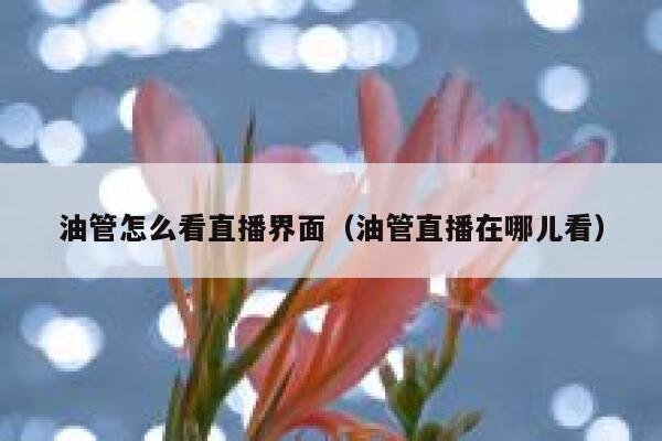 油管怎么看直播界面（油管直播在哪儿看） 第1张