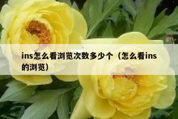 ins怎么看浏览次数多少个（怎么看ins的浏览） 第1张