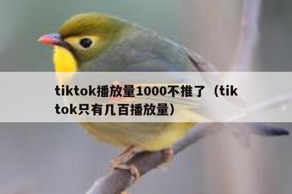 tiktok播放量1000不推了（tiktok只有几百播放量） 第1张