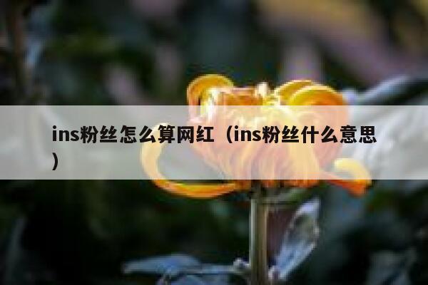 ins粉丝怎么算网红（ins粉丝什么意思） 第1张