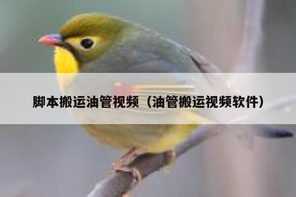 脚本搬运油管视频（油管搬运视频软件） 第1张