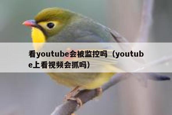 看youtube会被监控吗（youtube上看视频会抓吗） 第1张
