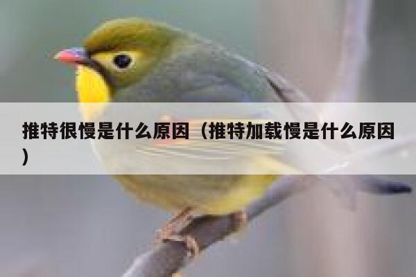 推特很慢是什么原因（推特加载慢是什么原因） 第1张