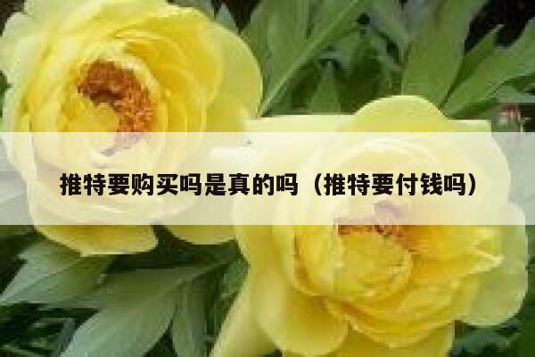 推特要购买吗是真的吗（推特要付钱吗） 第1张