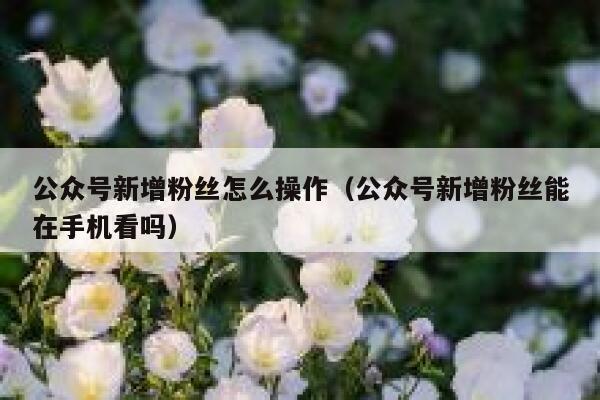 公众号新增粉丝怎么操作（公众号新增粉丝能在手机看吗） 第1张