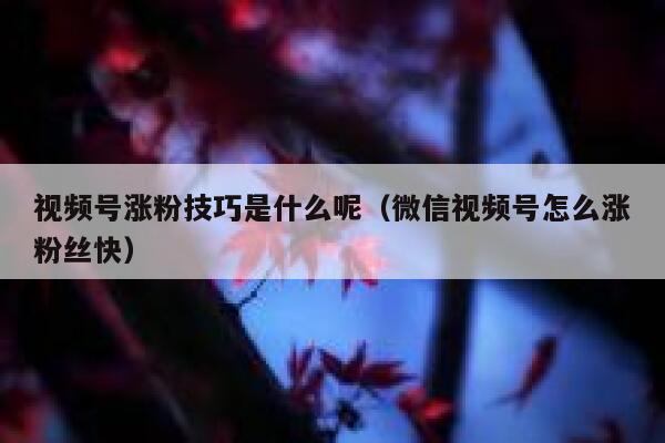 视频号涨粉技巧是什么呢（微信视频号怎么涨粉丝快） 第1张