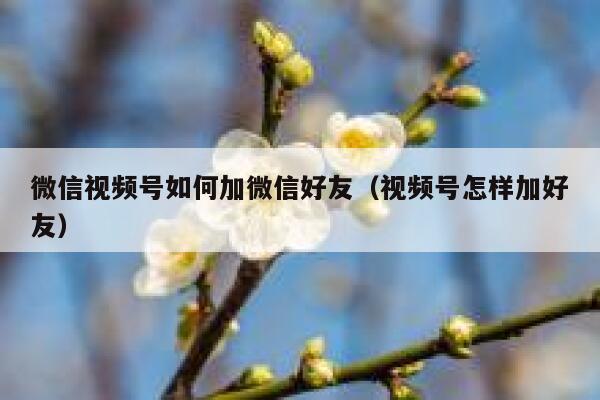 微信视频号如何加微信好友（视频号怎样加好友） 第1张
