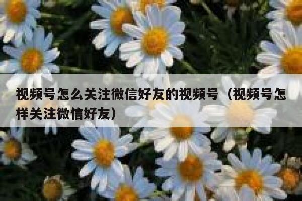 视频号怎么关注微信好友的视频号（视频号怎样关注微信好友） 第1张