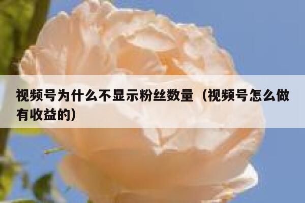 视频号为什么不显示粉丝数量（视频号怎么做有收益的） 第1张