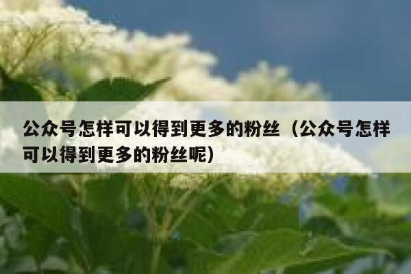 公众号怎样可以得到更多的粉丝（公众号怎样可以得到更多的粉丝呢） 第1张