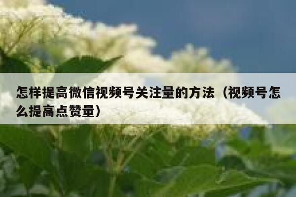 怎样提高微信视频号关注量的方法（视频号怎么提高点赞量） 第1张