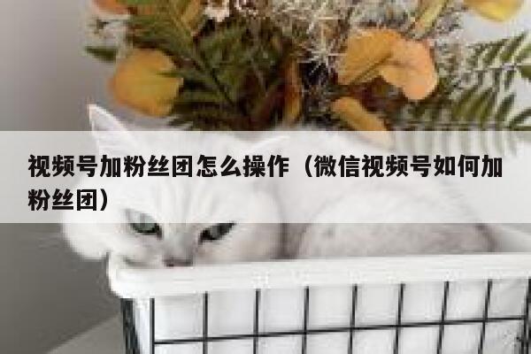视频号加粉丝团怎么操作（微信视频号如何加粉丝团） 第1张