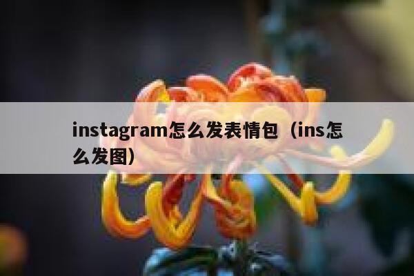 instagram怎么发表情包（ins怎么发图） 第1张