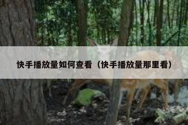 快手播放量如何查看（快手播放量那里看） 第1张
