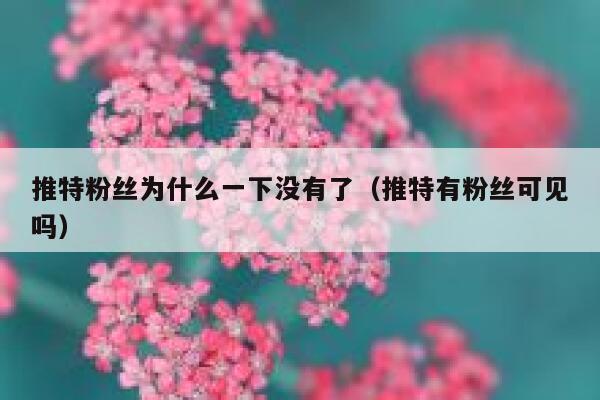 推特粉丝为什么一下没有了（推特有粉丝可见吗） 第1张