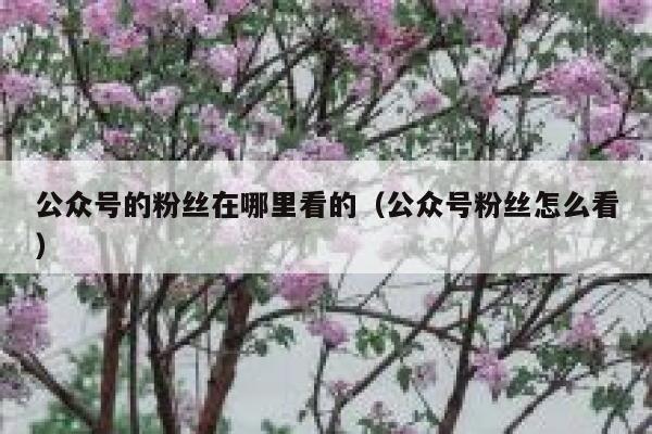 公众号的粉丝在哪里看的（公众号粉丝怎么看） 第1张