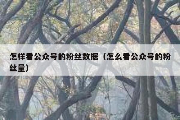 怎样看公众号的粉丝数据（怎么看公众号的粉丝量） 第1张