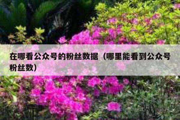 在哪看公众号的粉丝数据（哪里能看到公众号粉丝数） 第1张