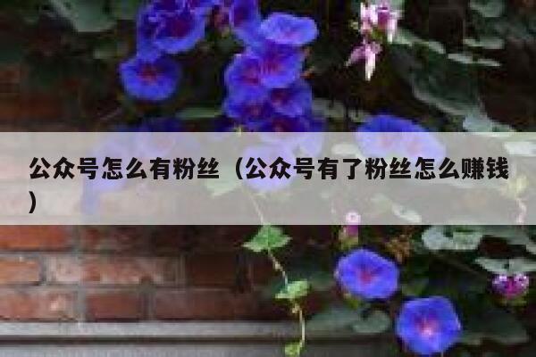 公众号怎么有粉丝（公众号有了粉丝怎么赚钱） 第1张