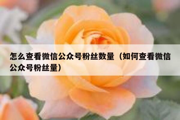 怎么查看微信公众号粉丝数量（如何查看微信公众号粉丝量） 第1张