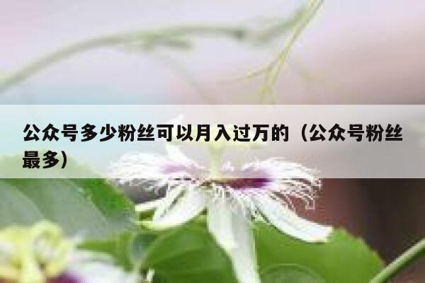 公众号多少粉丝可以月入过万的（公众号粉丝最多） 第1张