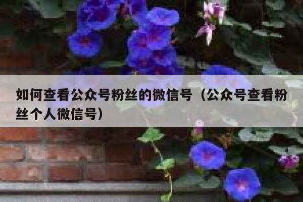 如何查看公众号粉丝的微信号（公众号查看粉丝个人微信号） 第1张
