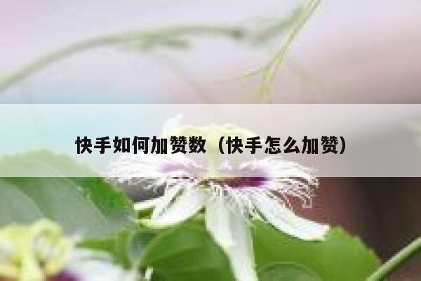 快手如何加赞数（快手怎么加赞） 第1张