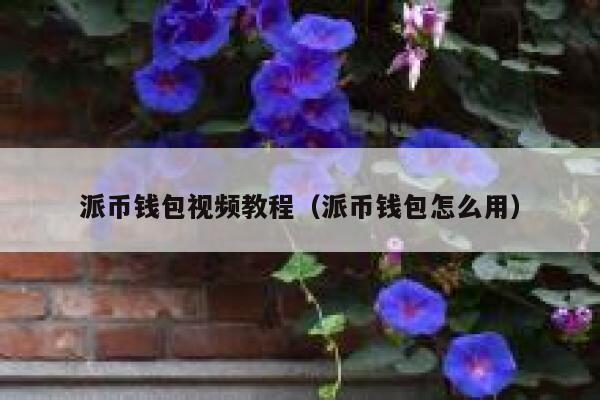 派币钱包视频教程（派币钱包怎么用） 第1张