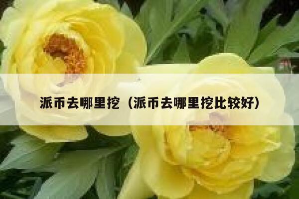 派币去哪里挖（派币去哪里挖比较好） 第1张