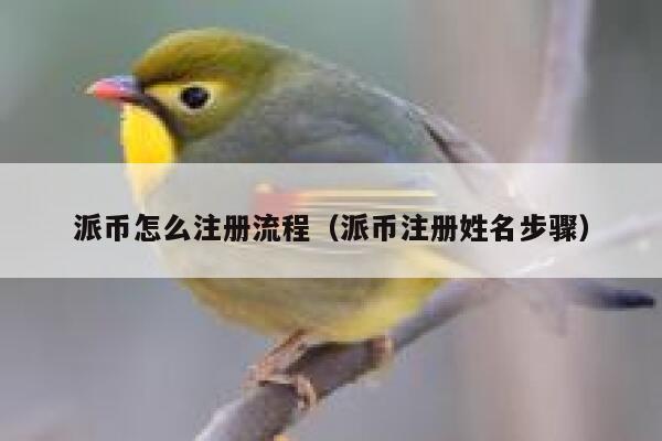 派币怎么注册流程（派币注册姓名步骤） 第1张