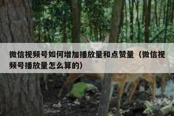 微信视频号如何增加播放量和点赞量（微信视频号播放量怎么算的） 第1张