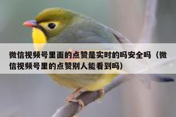 微信视频号里面的点赞是实时的吗安全吗（微信视频号里的点赞别人能看到吗） 第1张