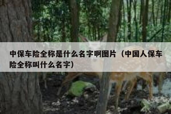 中保车险全称是什么名字啊图片（中国人保车险全称叫什么名字） 第1张