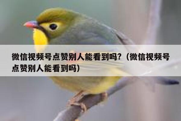 微信视频号点赞别人能看到吗?（微信视频号点赞别人能看到吗） 第1张