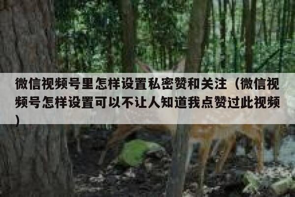 微信视频号里怎样设置私密赞和关注（微信视频号怎样设置可以不让人知道我点赞过此视频） 第1张