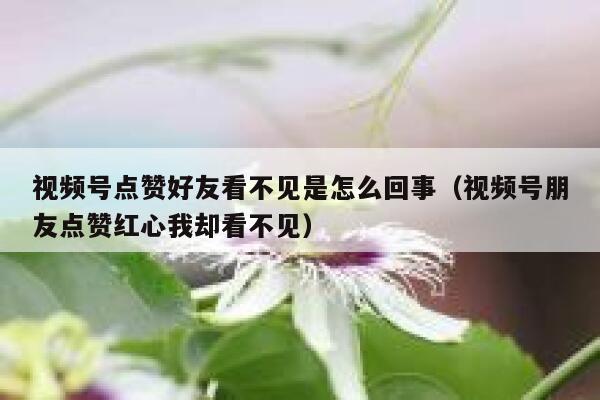 视频号点赞好友看不见是怎么回事(视频号朋友点赞红心我却看不见) 第1张 视频号点赞好友看不见是怎么回事(视频号朋友点赞红心我却看不见) 第1张