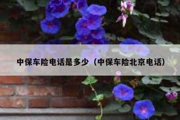 中保车险电话是多少(中保车险北京电话) 第1张 中保车险电话是多少(中保车险北京电话) 第1张