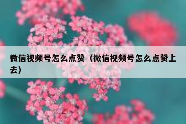 微信视频号怎么点赞（微信视频号怎么点赞上去） 第1张