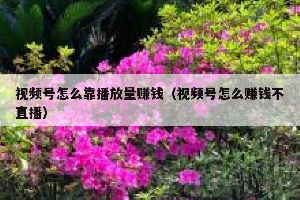 视频号怎么靠播放量赚钱（视频号怎么赚钱不直播） 第1张