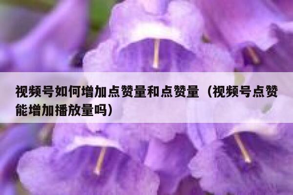 视频号如何增加点赞量和点赞量(视频号点赞能增加播放量吗) 第1张 视频号如何增加点赞量和点赞量(视频号点赞能增加播放量吗) 第1张