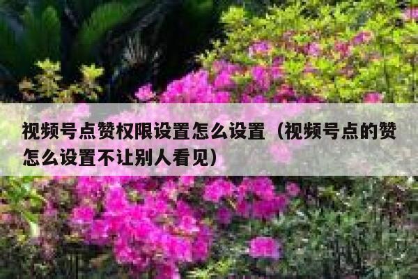视频号点赞权限设置怎么设置(视频号点的赞怎么设置不让别人看见) 第1张 视频号点赞权限设置怎么设置(视频号点的赞怎么设置不让别人看见) 第1张